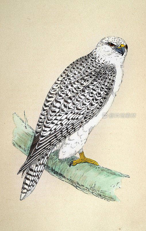 Gyrfalcon, Jer Falcon，猛禽，野生动物，鸟类，艺术，19世纪